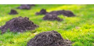 Krtice će ODMAH napustiti vašvrt bez zamki i otrova..