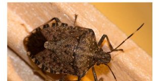 STAVITE OVO KOD VRATA I SVIH PROZORA: Smrdibube se neće približiti vašem domu!