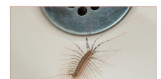 VEĆ SU SVUDA! AKO VIDITE OVU BUBU NA ZIDU, NI SLUČAJNO JE NE UBIJAJTE: Jezive su, ali ukazuju na jedan veliki problem koji imate u kući