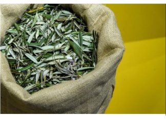 U BIBLIJI SE SPOMINJE 1000 PUTA: Skuhajte čaj koji pomaže kod liječenja od najtežih bolesti!