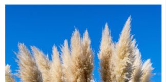 Svi su ludi za pampas travom: ALI OVA ATRAKTIVNA BILJKA JE OPASNA