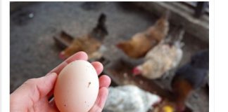 Kokoši će NOSITI 2 puta više jaja: Tajne o kojima iskusni farmeri šute!