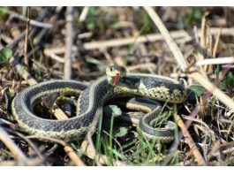 Zmije se strašno plaše mirisa ove biljke: Posadite je u dvorište i celo leto obilaziće vas u širokom luku