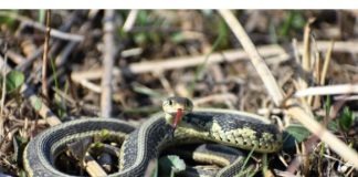 Zmije se strašno plaše mirisa ove biljke: Posadite je u dvorište i celo leto obilaziće vas u širokom luku