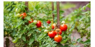 Za nedelju dana paradajz ima stabljiku deblju od malog prsta! Zalijevam ga OVOM smjesom..