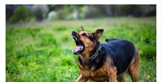 EVO ZAŠTO PSI LAJU NA SAMO ODREĐENE LJUDE: Konačno otkriven razlog, VIDE NEŠTO ŠTO LJUDI NE MOGU