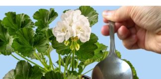 ODMAH JE PROCVJETALA! 1 kašičica za bilo koji kućni cvijet i bujno cvjetanje je zagarantovano!