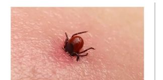 KRPELJI SE PLAŠE OVE DVIJE BILJKE! – Posadite ih u dvorištu i nikada više nećete vidjeti krpelja!