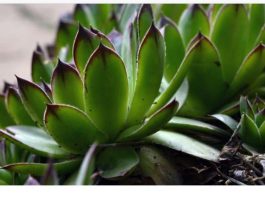 Narodna verovanja kažu da ovu biljku ni za živu glavu ne treba saditi u dvorištu: Tera sreću iz kuće i unosi maler