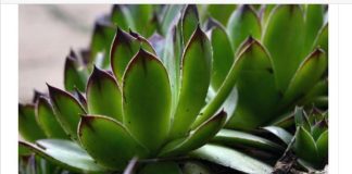 Narodna verovanja kažu da ovu biljku ni za živu glavu ne treba saditi u dvorištu: Tera sreću iz kuće i unosi maler