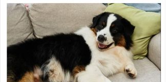 Evo šta svaki pas uradi kad oseti da je u društvu loše i pokvarene osobe: Ovo DOBRO zapamtite, može vas zaštititi od zla