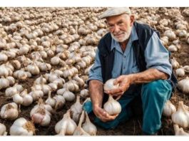 Želite obilan urod velikih glavica češnjaka? Posadite ih u OŽUJKU, a dobivene glavice bit će iznimno velike i robusne kakve dosad niste vidjeli!
