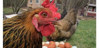 Kokoši će NOSITI 2 puta više jaja: Tajne o kojima iskusni farmeri šute!