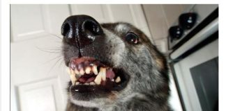 AKO VAS NAPADNE PAS, IZGOVORITE MU SAMO OVU RIJEČ: Tako ćete sebi SPASITI ŽIVOT, kad je ČUJE UKOPAĆE SE U MJESTU