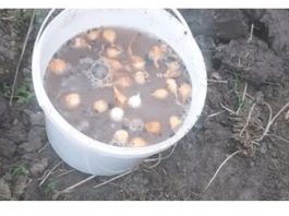 Uradite OVO prije sadnje luka: Narasti će velik i nijedna ŠTETOČINA ga neće dodirnuti!