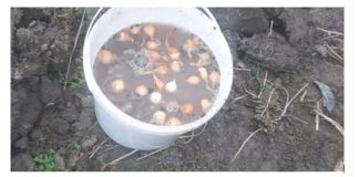 Uradite OVO prije sadnje luka: Narasti će velik i nijedna ŠTETOČINA ga neće dodirnuti!