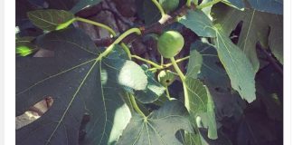 Nije samo orah u pitanju: Naši stari nikad nisu sadili smokvu blizu kuće, evo i zbog čega