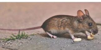 Miševi Se Strašn0 Plaše Mirisa Jedne Biljke: Nabavite Je I Nećete Ih Više Videti U Blizini Kuće