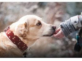 ZNATE LI ŠTA ZNAČI AKO VAM PAS LIŽE RUKU: Nije ljubav, evo šta želi da vam poruči