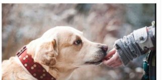 ZNATE LI ŠTA ZNAČI AKO VAM PAS LIŽE RUKU: Nije ljubav, evo šta želi da vam poruči