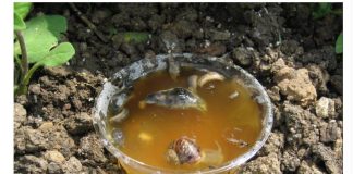 Ne kupujte otrov za puževe u trgovini, ovako ćete ih se RIJEŠITI u vrtu i na gredicama: Imam čisto cijelo dvorište i nema KEMIKALIJA!