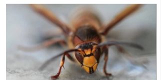 Od ovih biljaka OSE I STRŠLJENI beže kao ludi: Stavite saksije na terasu i oterajte dosadne i opasne insekte bez po muke