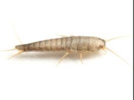 Buba, koja se često smatra bezopasnom kada se uoči u kući, krije surovu stvarnost