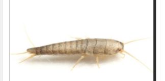 Buba, koja se često smatra bezopasnom kada se uoči u kući, krije surovu stvarnost