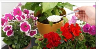 Jedna žlica i svaki cvijet odmah oživi i procvjeta: DJELUJE NA SVE ŠTO CVJETA!