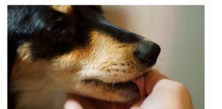 Evo šta svaki pas uradi kad oseti da je u društvu loše i pokvarene osobe: Ovo DOBRO zapamtite, može vas zaštititi od zla