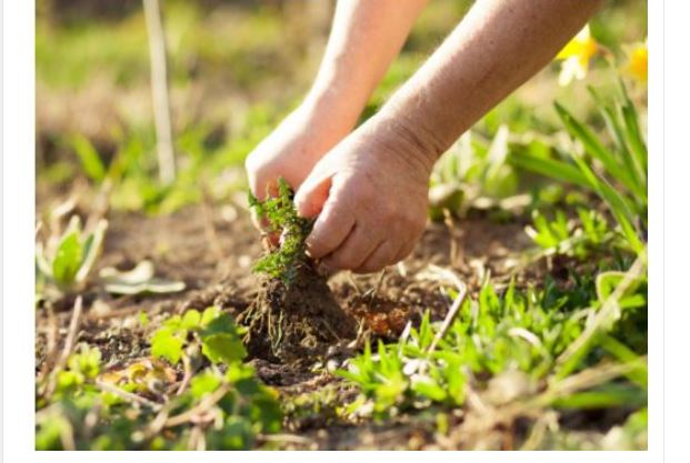 Zaboravite na čupanje korova: Dovoljno je da pospete 1 namirnicu po njemu, biće uništen