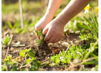 Zaboravite na čupanje korova: Dovoljno je da pospete 1 namirnicu po njemu, biće uništen