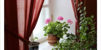 Samo jedna kap ovog razblažena u flaši vode oporavlja muškatle preko noći: Listovi postaju tamno zeleni, a svetovi neverovatno bogati