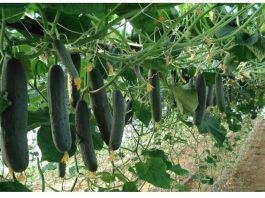 Domaće đubrivo za bolji rast krastavaca: Zalijte ih rastvorom ova 2 sastojka i celo leto imaćete neviđen rod