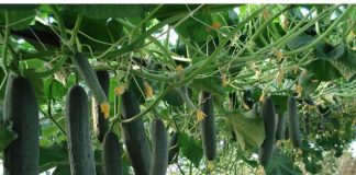 Domaće đubrivo za bolji rast krastavaca: Zalijte ih rastvorom ova 2 sastojka i celo leto imaćete neviđen rod