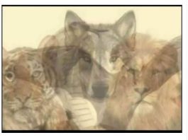 KOJA JE PRVA ŽIVOTINJA KOJU STE VIDJELI NA SLICI: Samo mali broj ljudi primjećuje jednu, a to otkriva vaše najdublje tajne