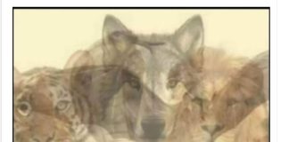 KOJA JE PRVA ŽIVOTINJA KOJU STE VIDJELI NA SLICI: Samo mali broj ljudi primjećuje jednu, a to otkriva vaše najdublje tajne