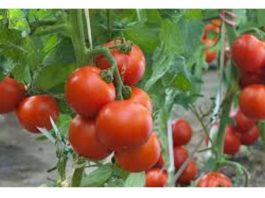 Vrtlari, ovo je ono čime treba hraniti PARADAJZE nakon sadnje: Sipajte ovo na rasadima i imaće više plodova nego listova!