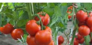 Vrtlari, ovo je ono čime treba hraniti PARADAJZE nakon sadnje: Sipajte ovo na rasadima i imaće više plodova nego listova!