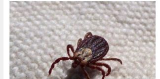 KRPELJI SE PLAŠE OVE DVIJE BILJKE! – Posadite ih u dvorištu i nikada više nećete vidjeti krpelja!