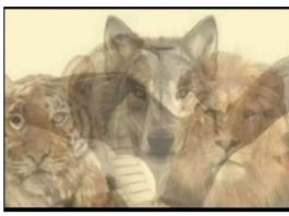 KOJA JE PRVA ŽIVOTINJA KOJU STE VIDJELI NA SLICI: Samo mali broj ljudi primjećuje jednu, a to otkriva vaše najdublje tajne