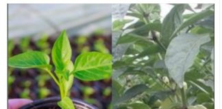 Samo rijetki znaju ovu caku: Zalijte mlade paprike ovim rastvorom i rodiće kao nikad prije