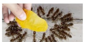 Domaći TRIK za rješavanje mrava u vikendici i vrtu: Samo ga stavim na zemlju i sutradan mrava nema!