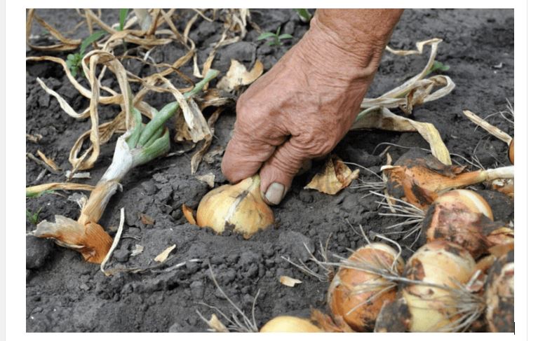 Nemojte zaboraviti krajem MAJA bitno gnojivo za luk- EVO KAKO DA SE SPREMITE ZA NAJVEĆU BERBU IKADA