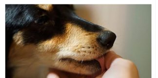 Šta znači ako vam pas liže ruku: Mnogi misle da tako iskazuje ljubav, ali to je velika greška, evo šta time poručuje