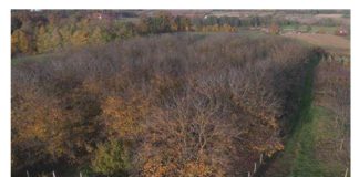 OVO DRVO IMA SKORO SVAKA KUĆA U SVOM DVORIŠTU, A NIKO NE ZNA KOLIKO JE OTROVNO: Za njega se vezuje i BIZARNO SUJEVERJE starih SLOVENA