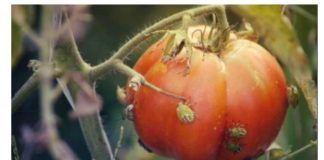 SMRDIBUBE NE PODNOSE OVAJ RASTVOR: Poprskajte povrće i više neće dolaziti u vašu baštu