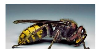 Posadite ovu biljku pored terase i više nećete videti stršljene i ose: Od njenog mirisa beže kao ludi