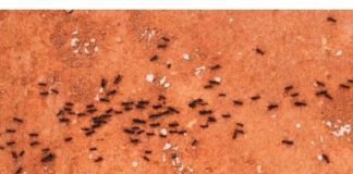 Od pamtivijeka se vjeruje da mravi najavljuju događaje: Evo kada upućuju na nesreću