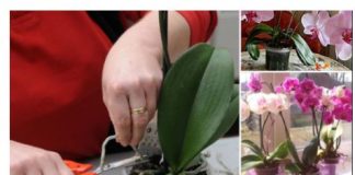 Ovu tečnost orhideja voli više od vode, dovoljne su samo 2 kašike i cvetaće kao luda….